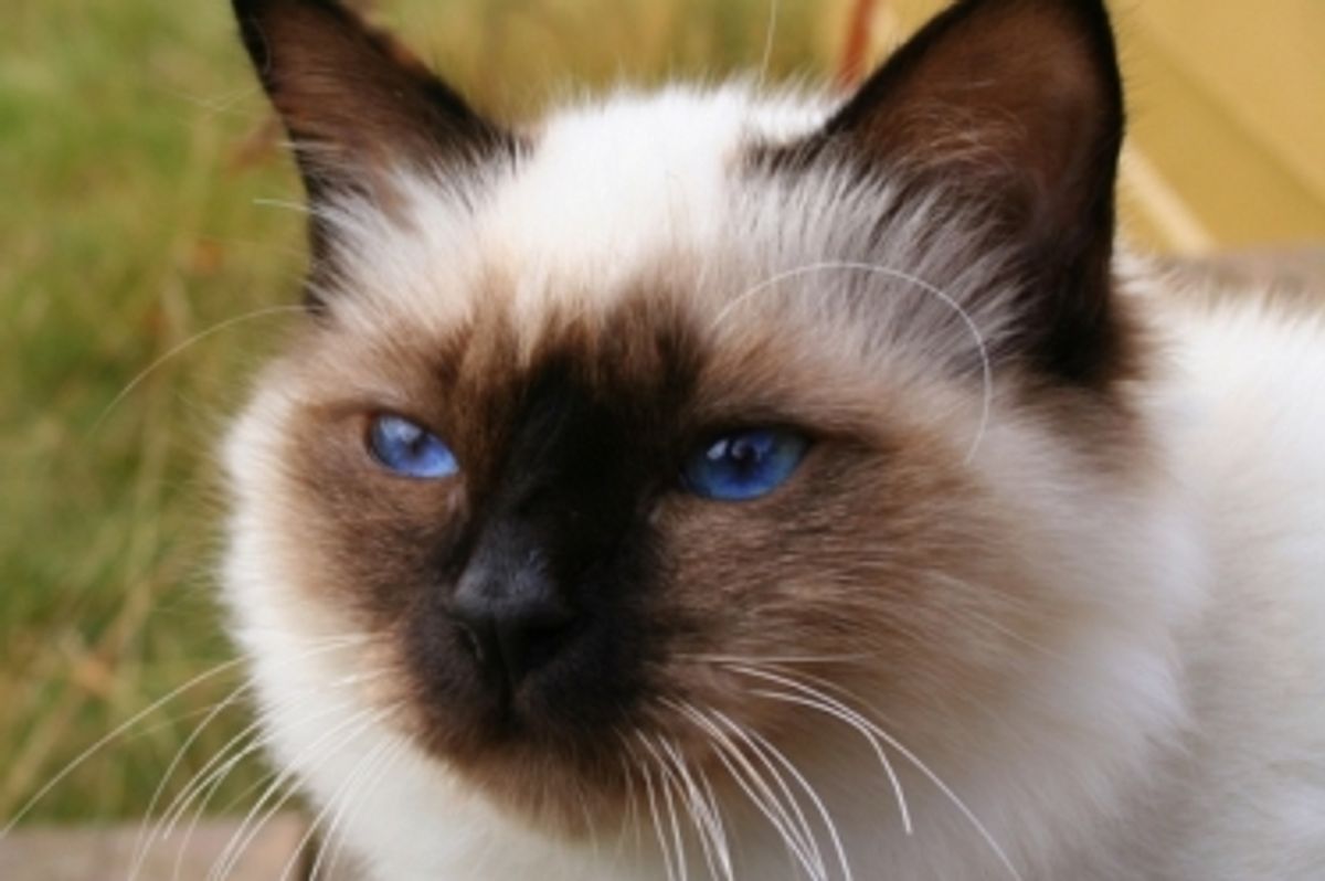 Adoption Fee Waived in New York