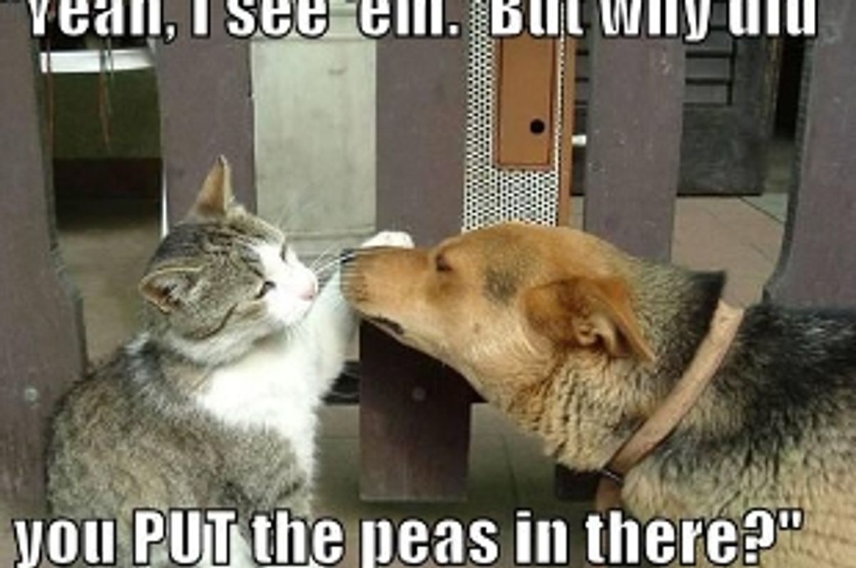 Dogs and Cats Can Get Along, If Introduced Correctly