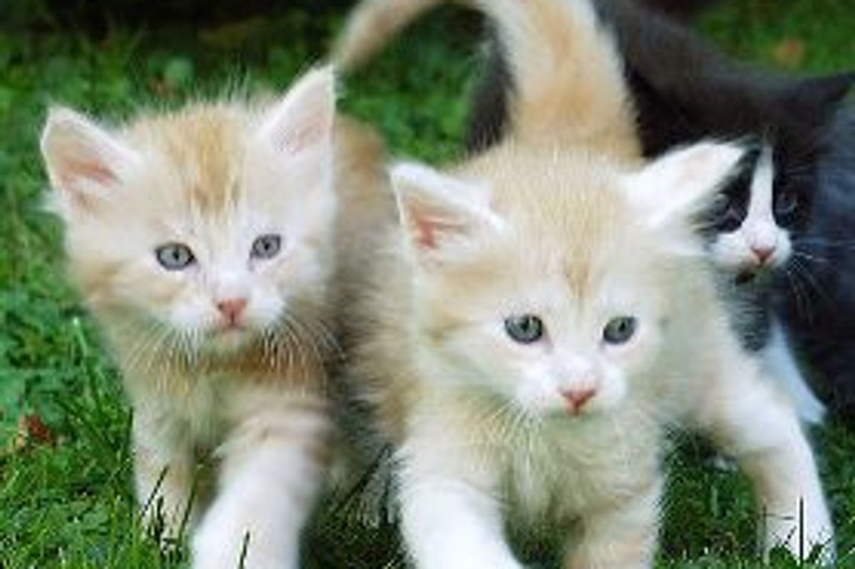 Tidy Cats Campaign to End Stereotype of the "Crazy Cat Lady"