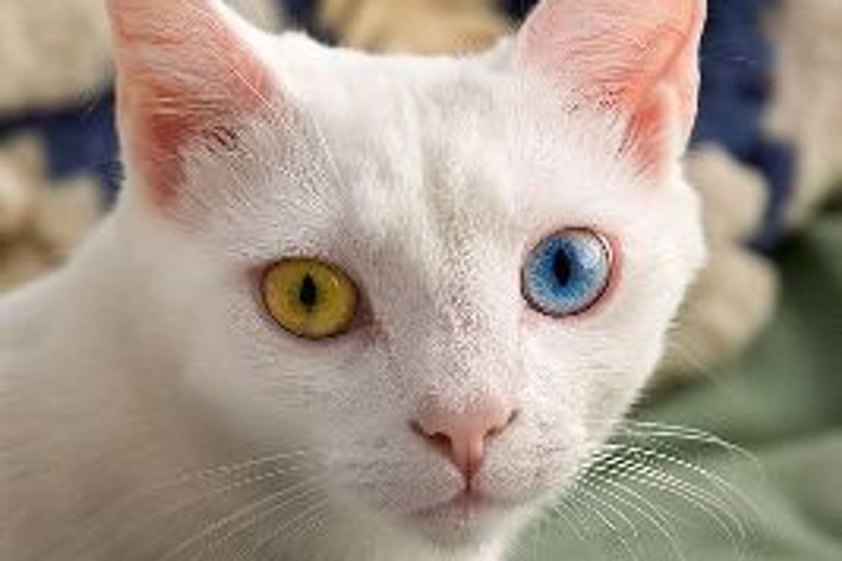 Do Kittens' Eye Color Change?