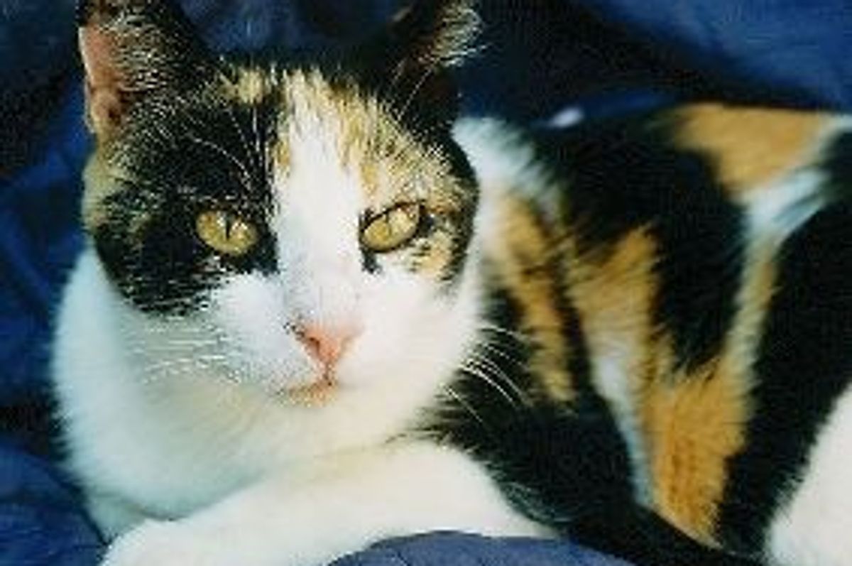 Woman Badly Injured Saving Kittens