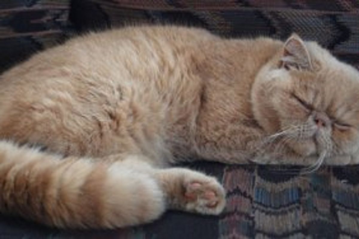 Cat Men is On the Rise