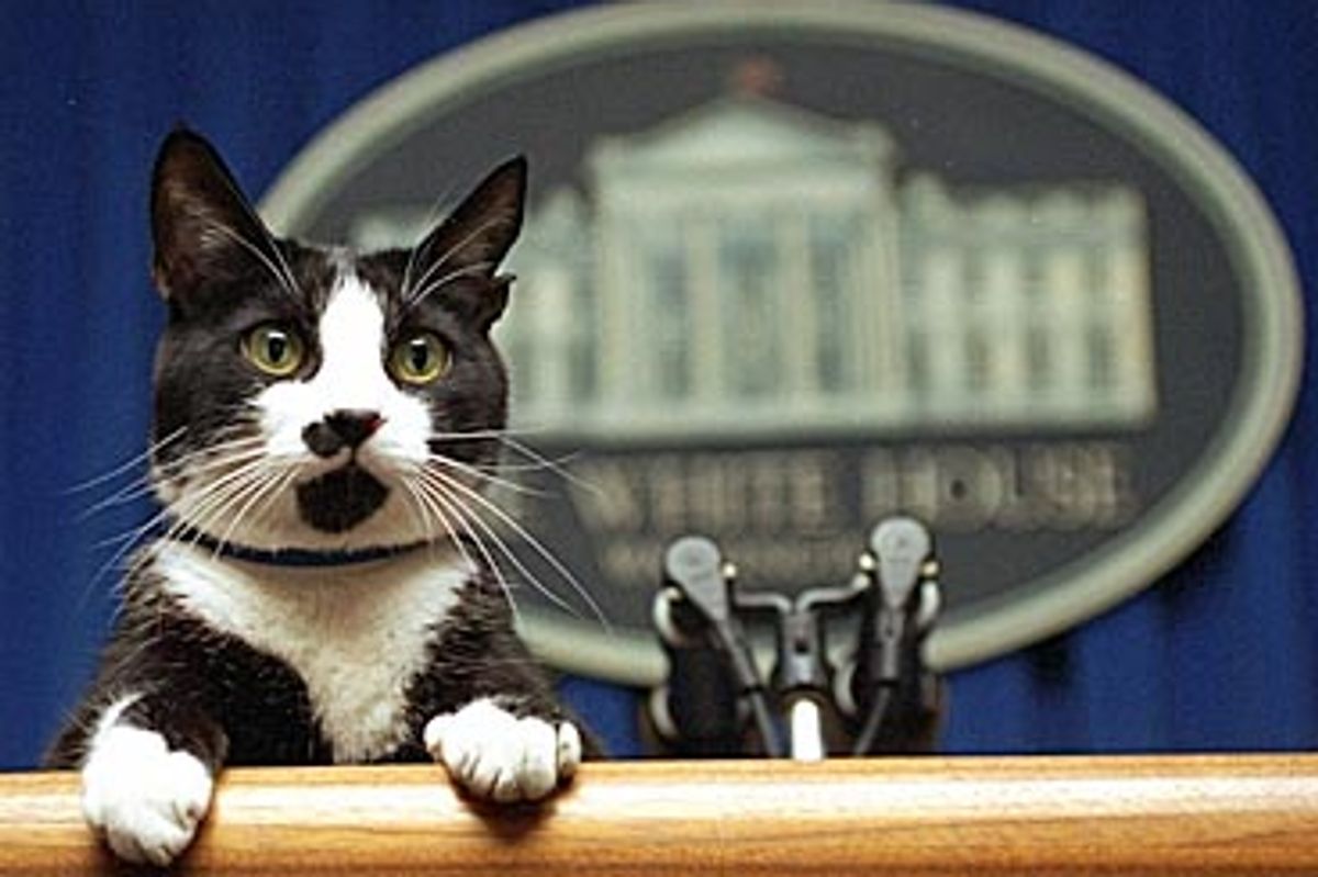 Former President Cat's Ashes Returned Home