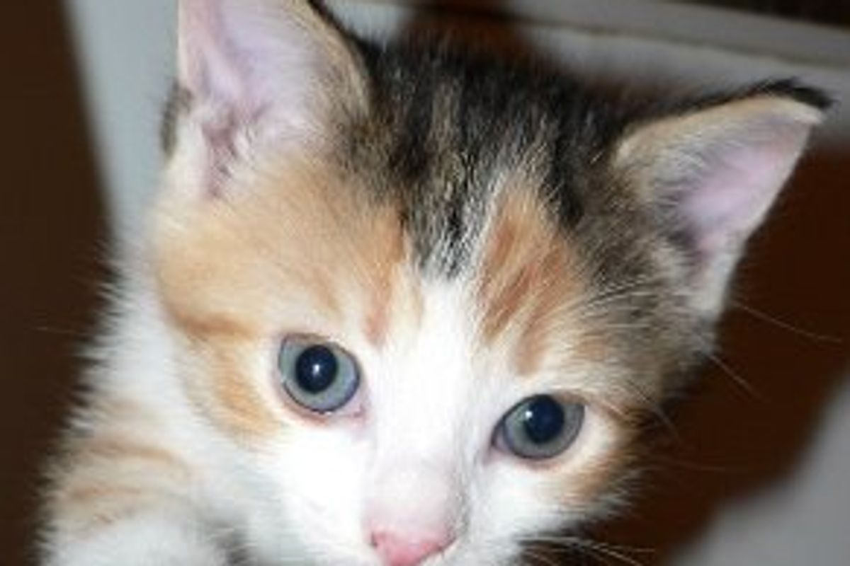 How to Clean Your Cats' Ears to Prevent Ear Mites