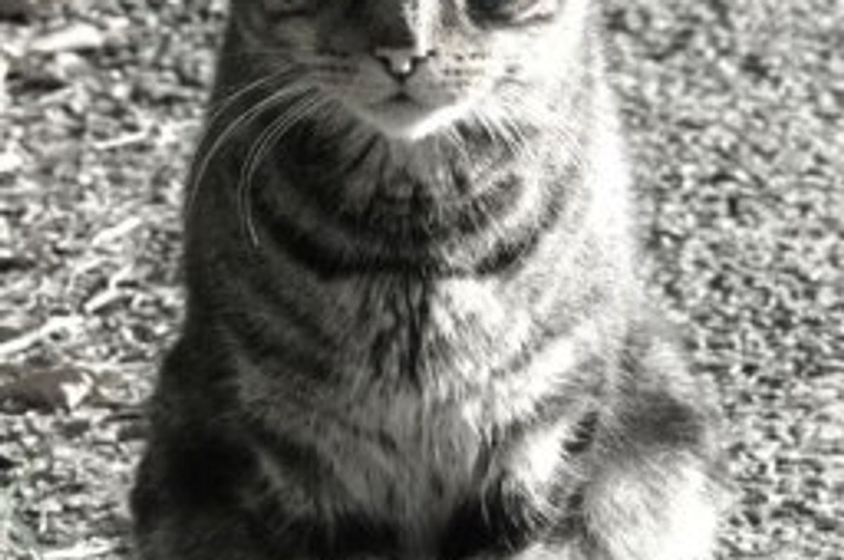 Yes or No to Pets Onboard?