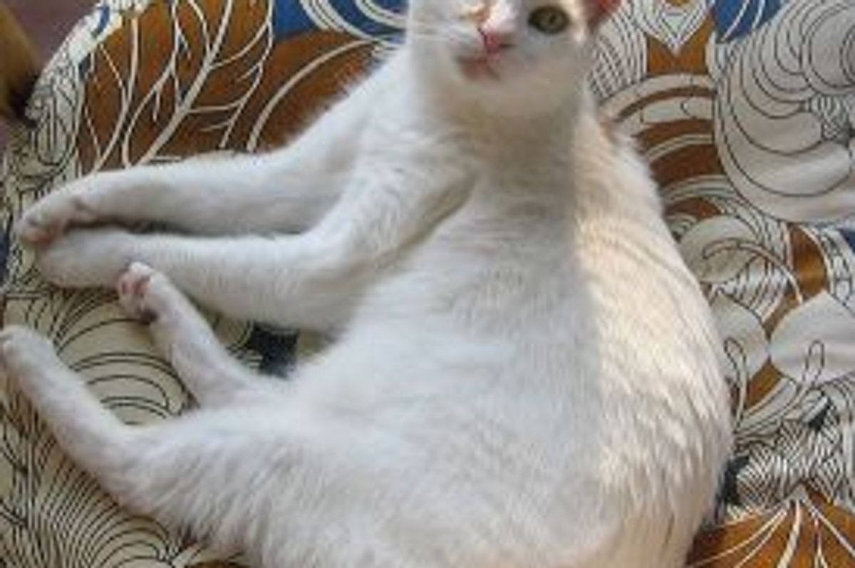 Microchip Helped Owners Reunite with Cats Years Later