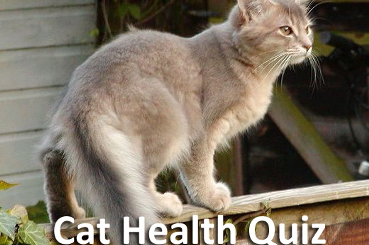Cat Health Quiz