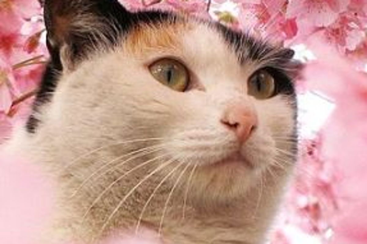 My Cat Downloaded the Porn