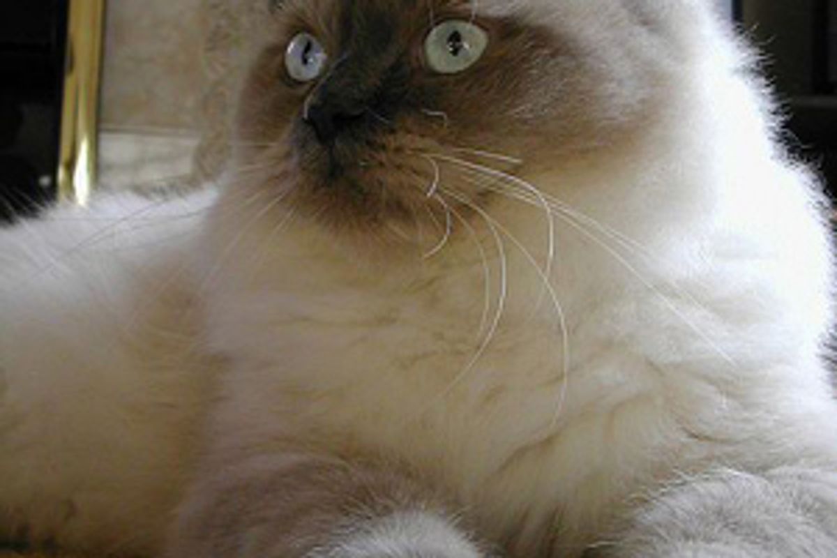 Cats Scratch Furniture. How to Stop Them from Scratching