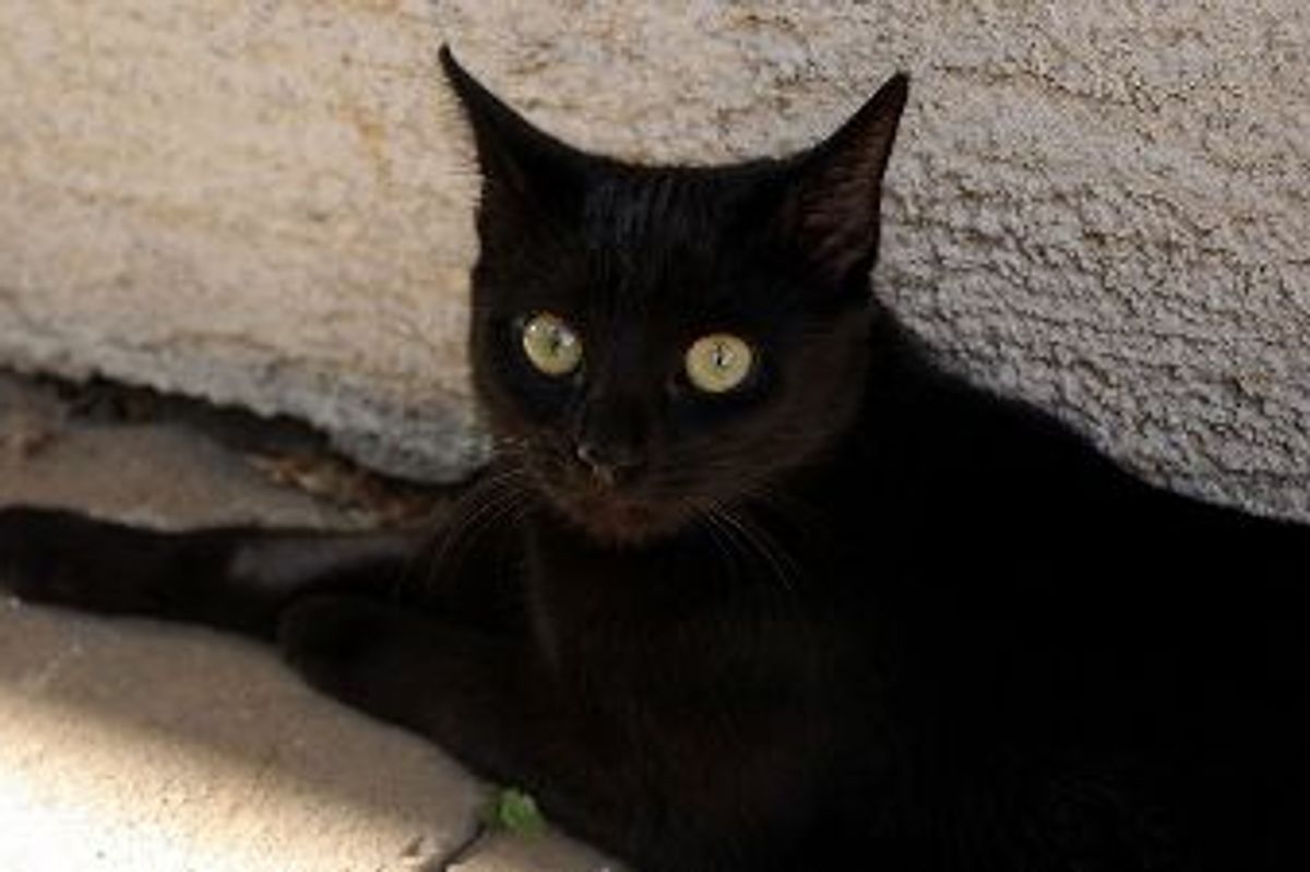 Adopt a Less Adoptable Pet Day August 12