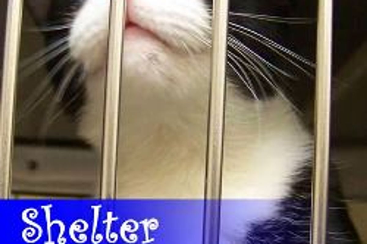 Junior Volunteers Learning Valuable Lessons at the Shelter