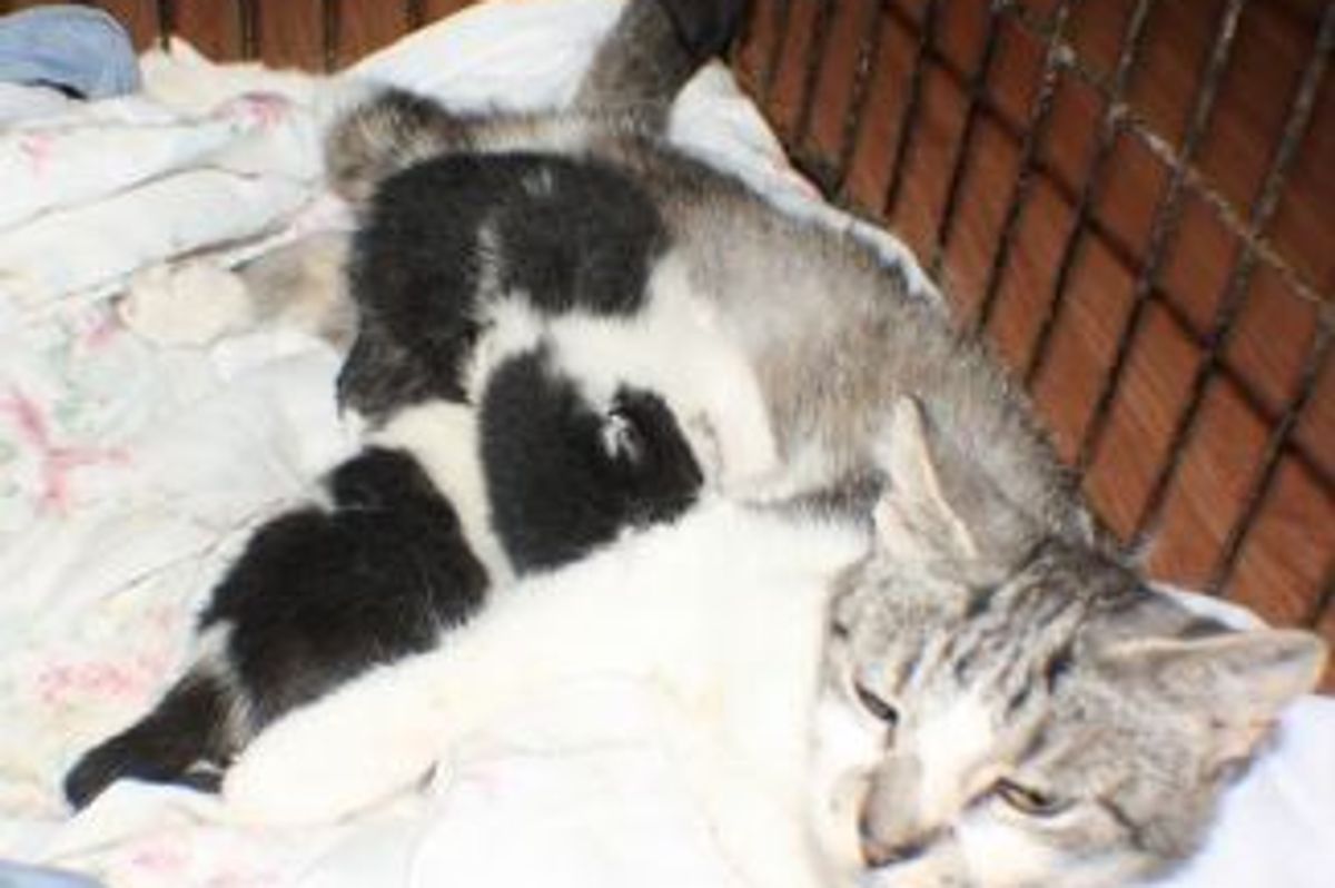 Kittens Saved from Blazing Clarenville Dump