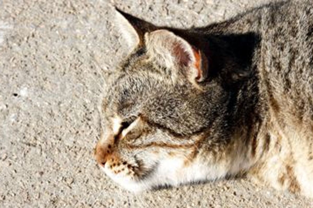 Today is Adopt-a-Less-Adoptable-Pet Day