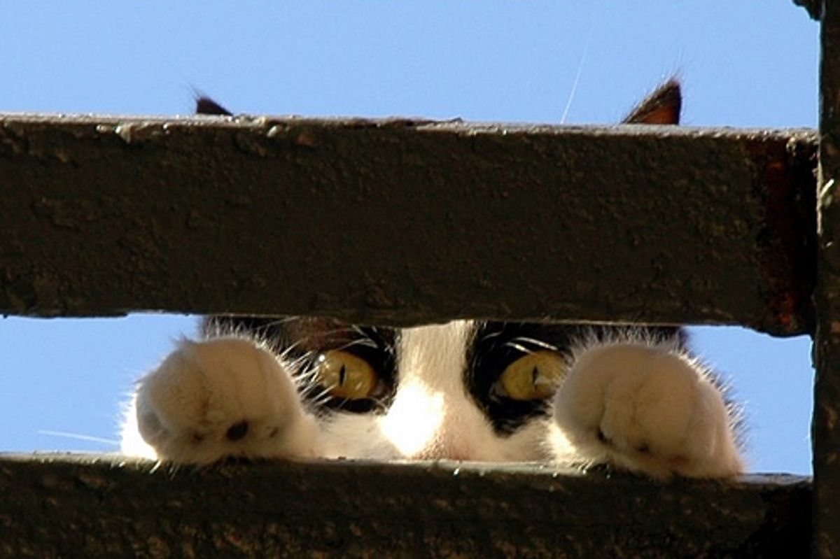 Two Kittens Survived Truck Crushing