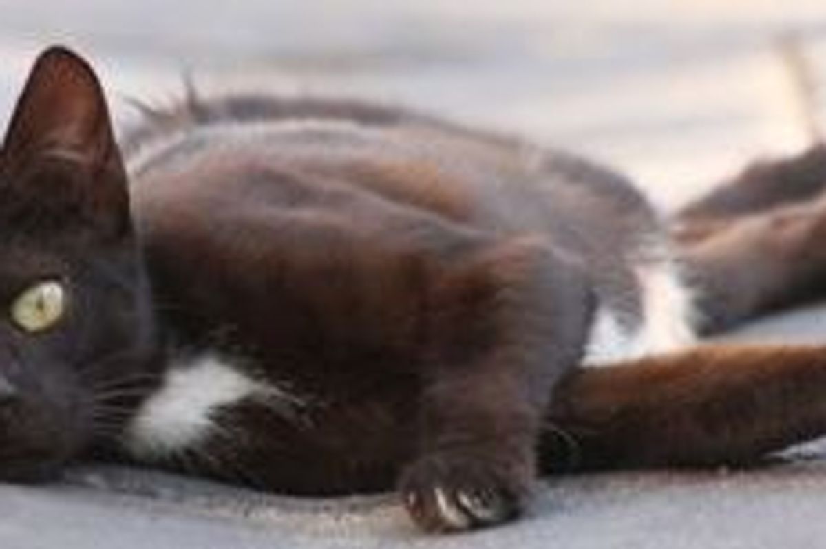 Cat Saved Man from Burning House