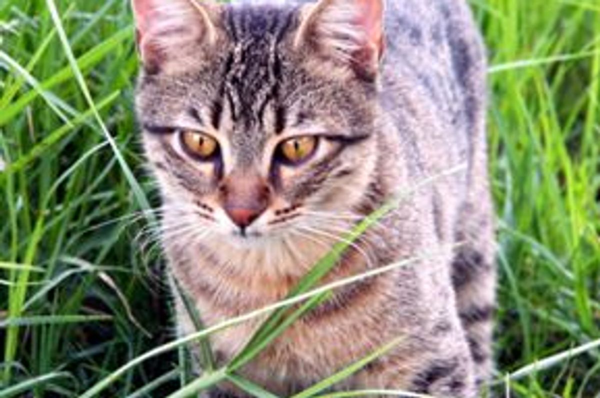 Cats Offensive or Defensive Behavior