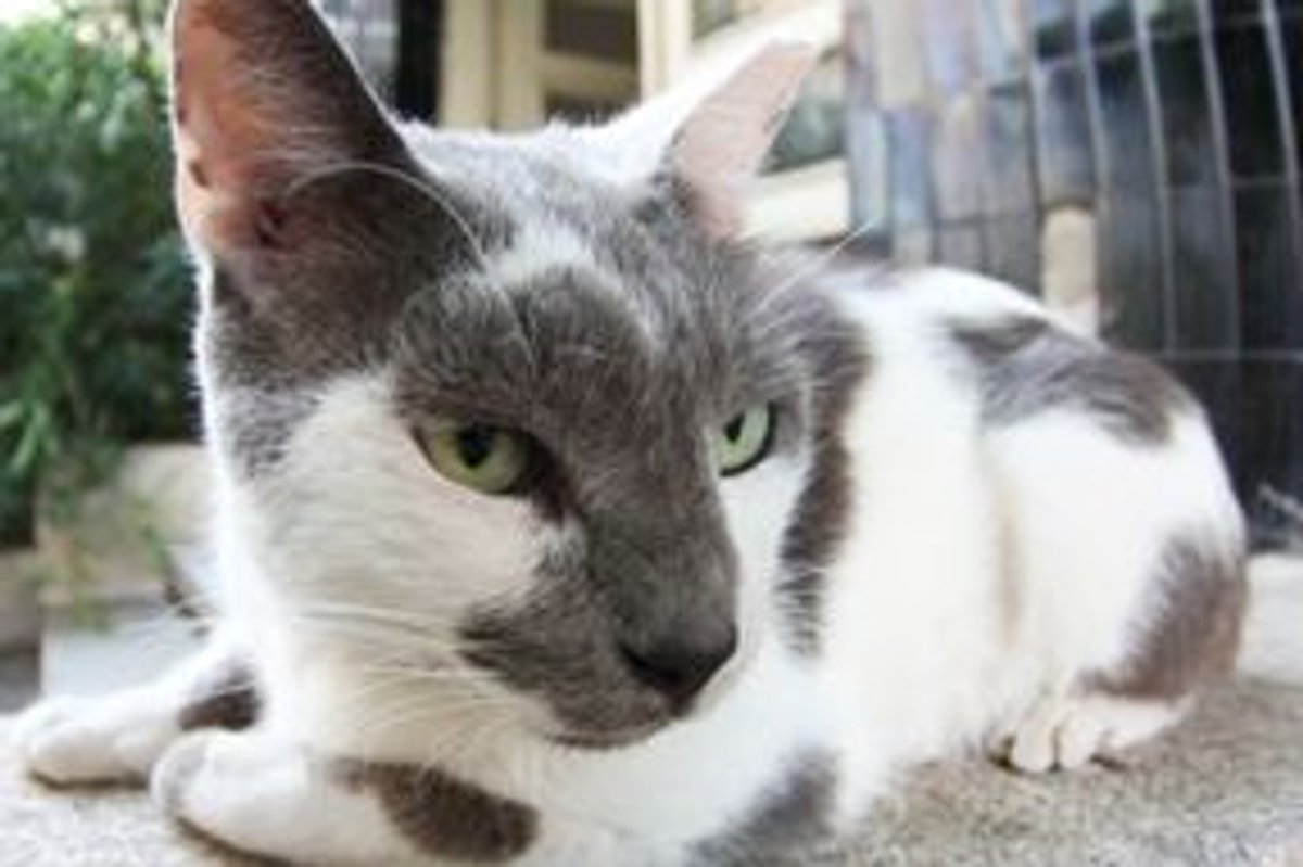 Cat Hair DNA Linked Man to First Degree Murder