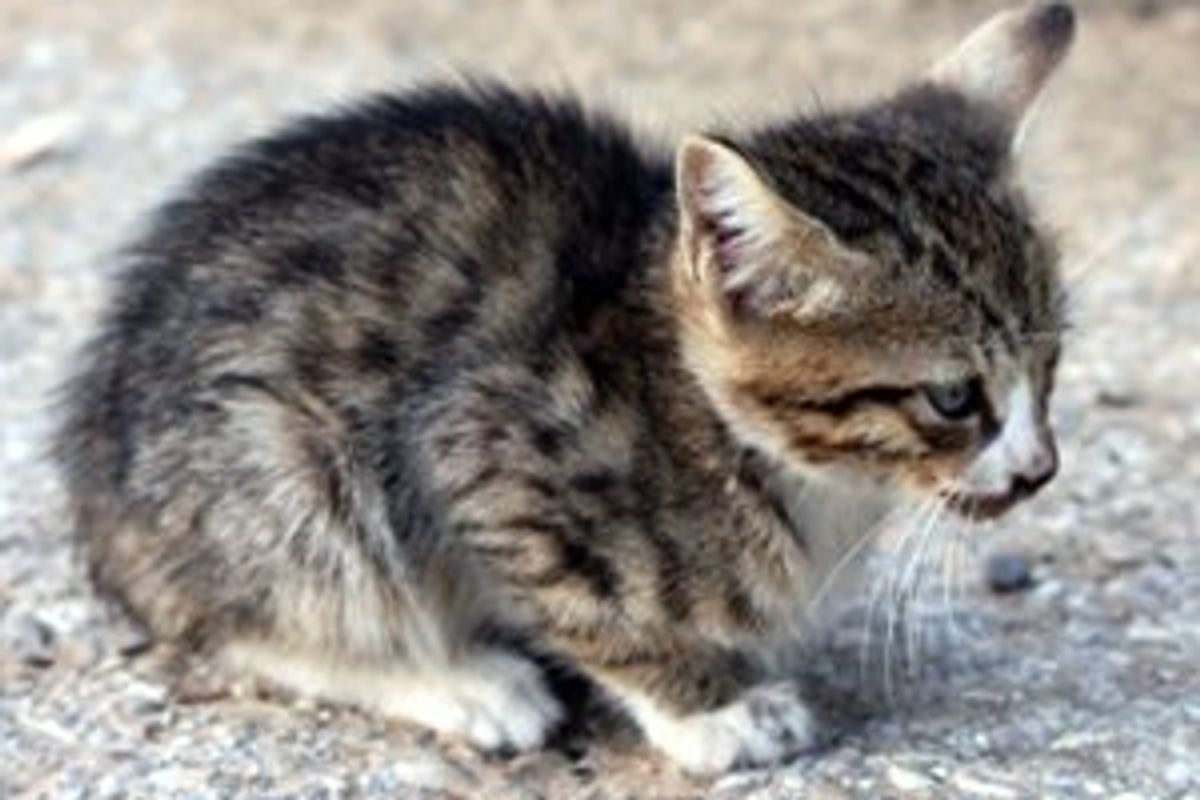 Abandoning Animals is an Offense