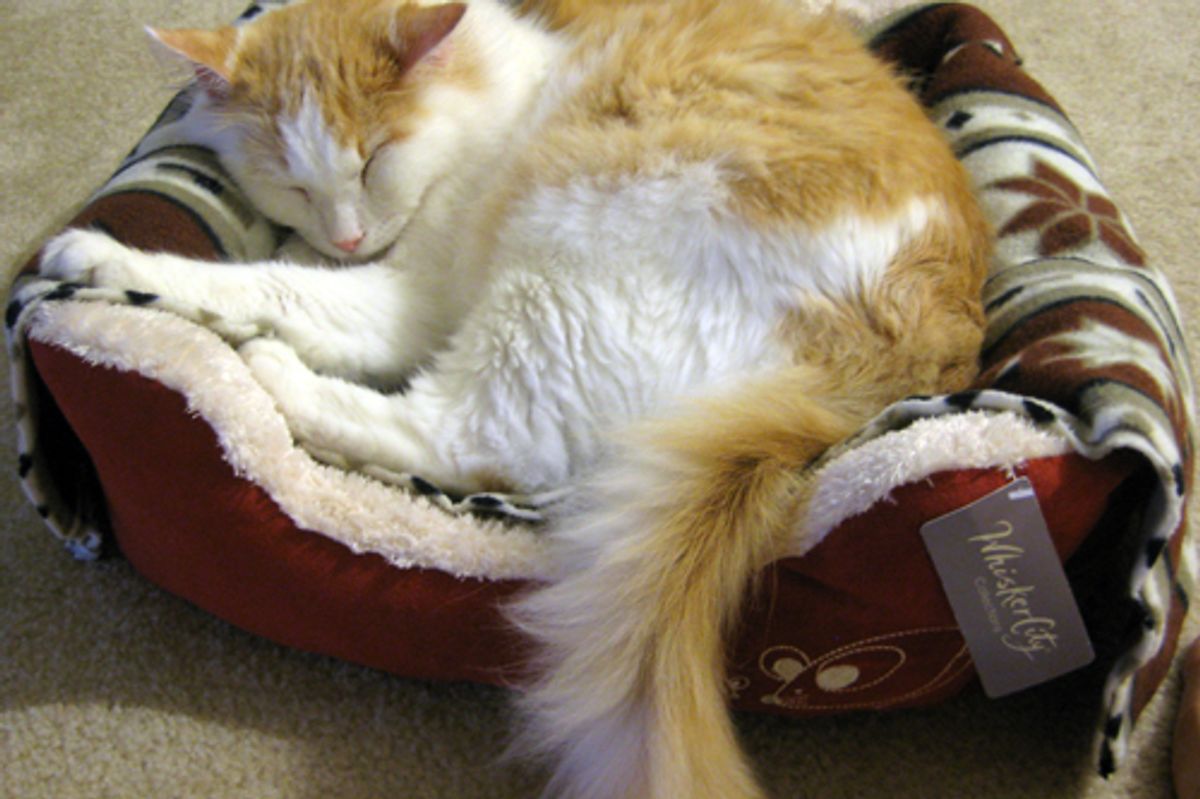 Where do Your Cats Sleep