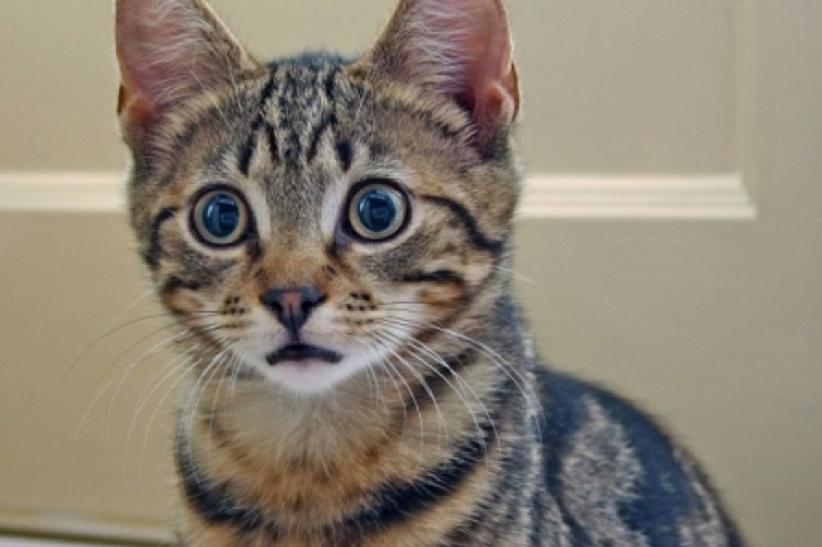 Cat Received High School Diploma
