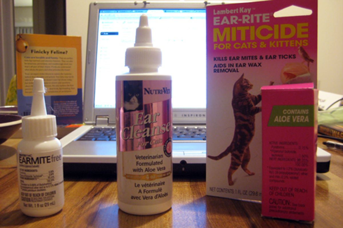How to Clean Cat Ears to Prevent or Remove Ear Mites