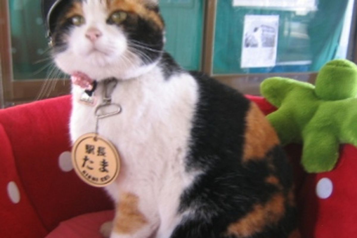 Japnese Calico Cat - an Inspiration to Railways in this Economy