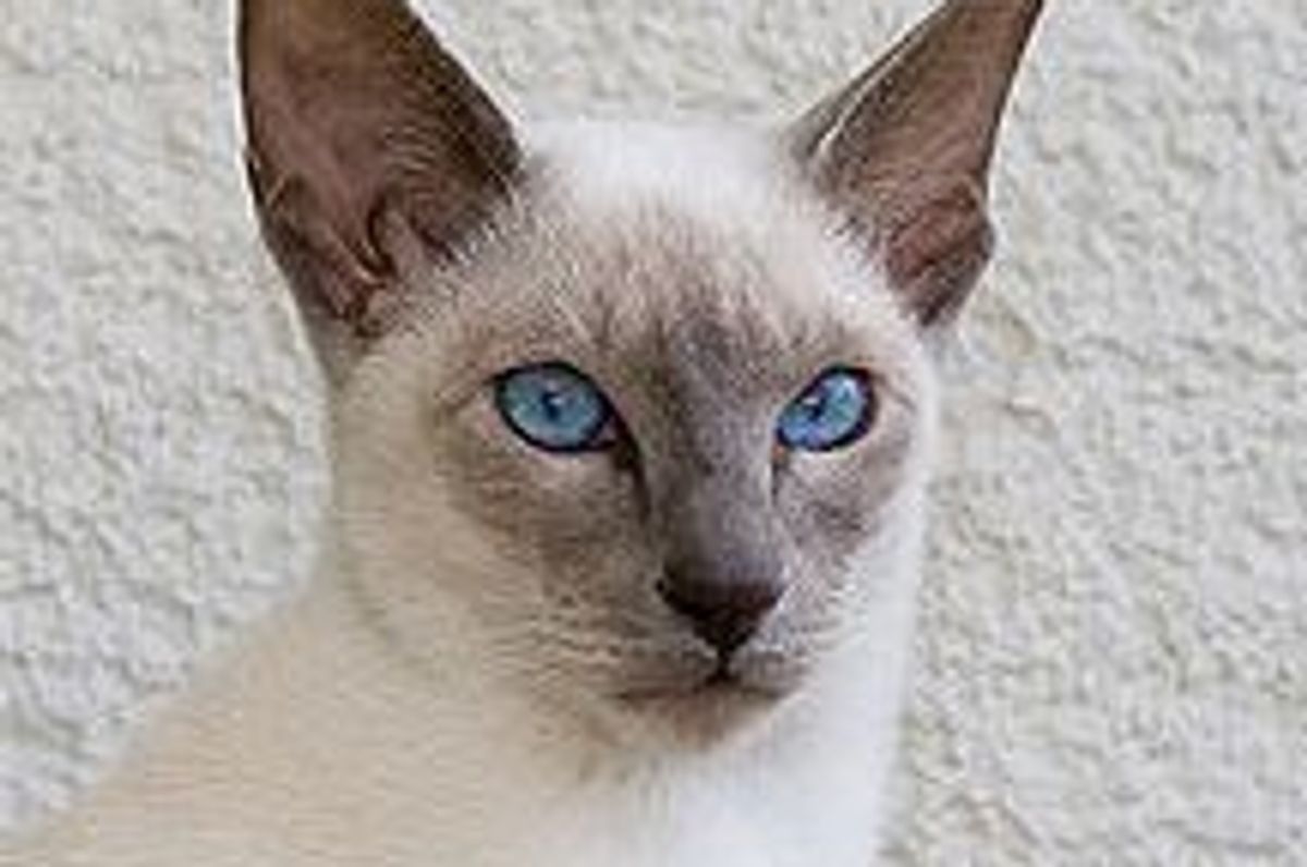 Cat Geometry and Personalities