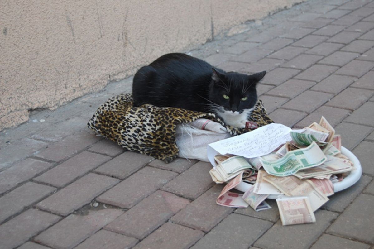 Russian Begging Cat
