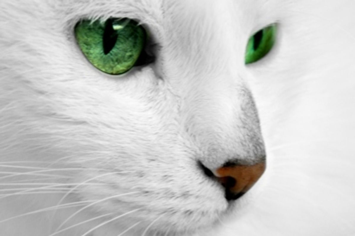 Cats are Masters at Masking Pain