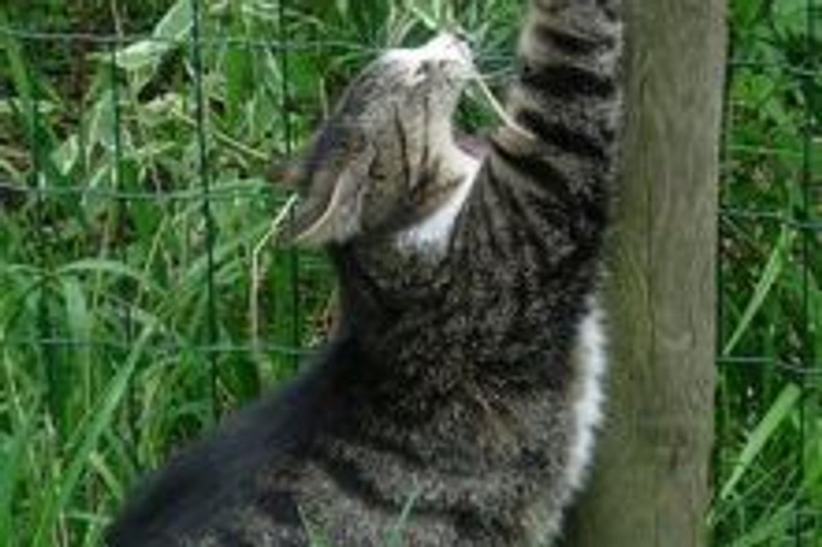 Why do Cats Scratch so Much?