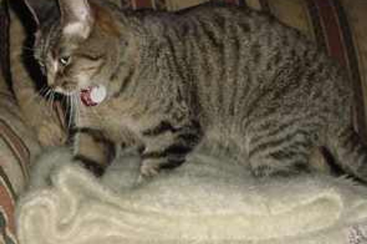 Why do Cats Knead