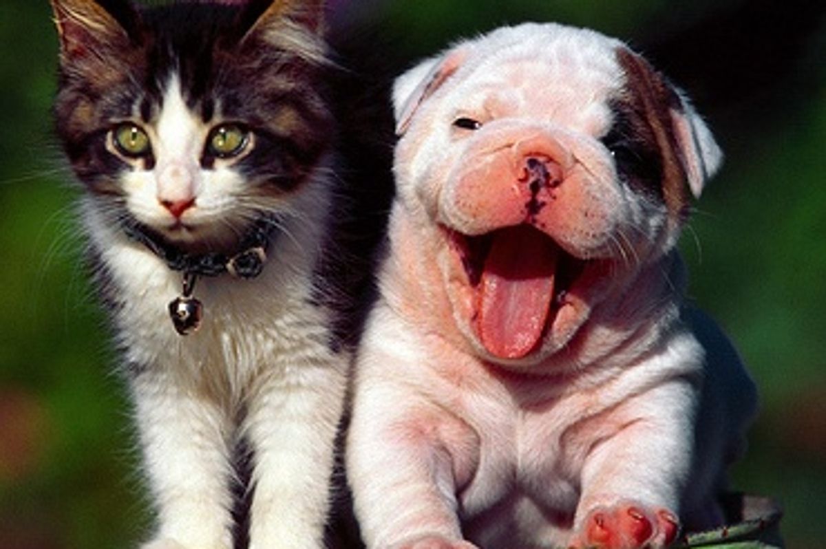 Why So Few Cat Breeds?