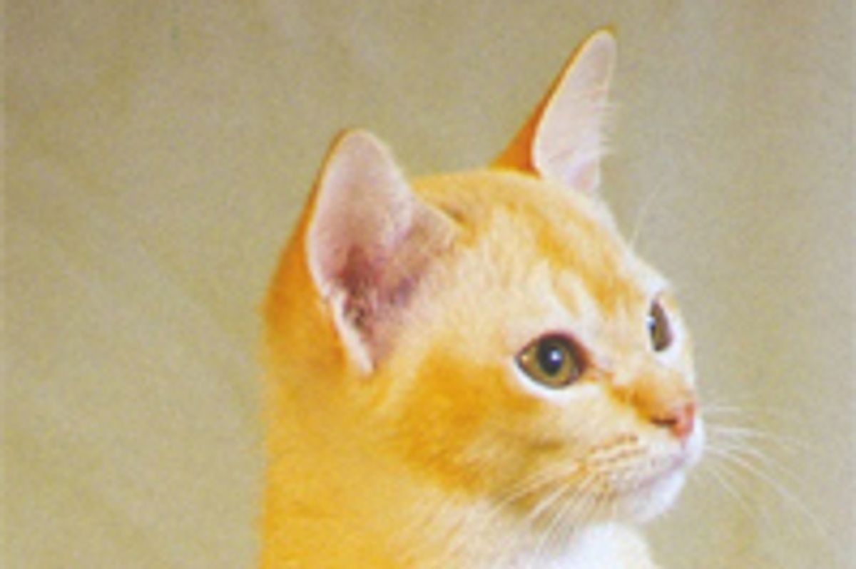 Feline Infectious Peritonitis FIP, Deadly Cat Virus