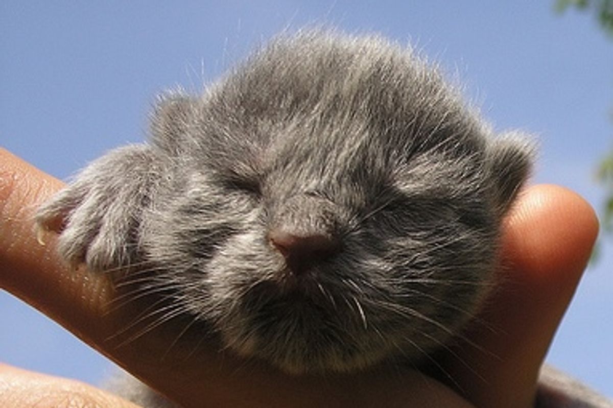 How to Bottle Feed a Newborn Kitten