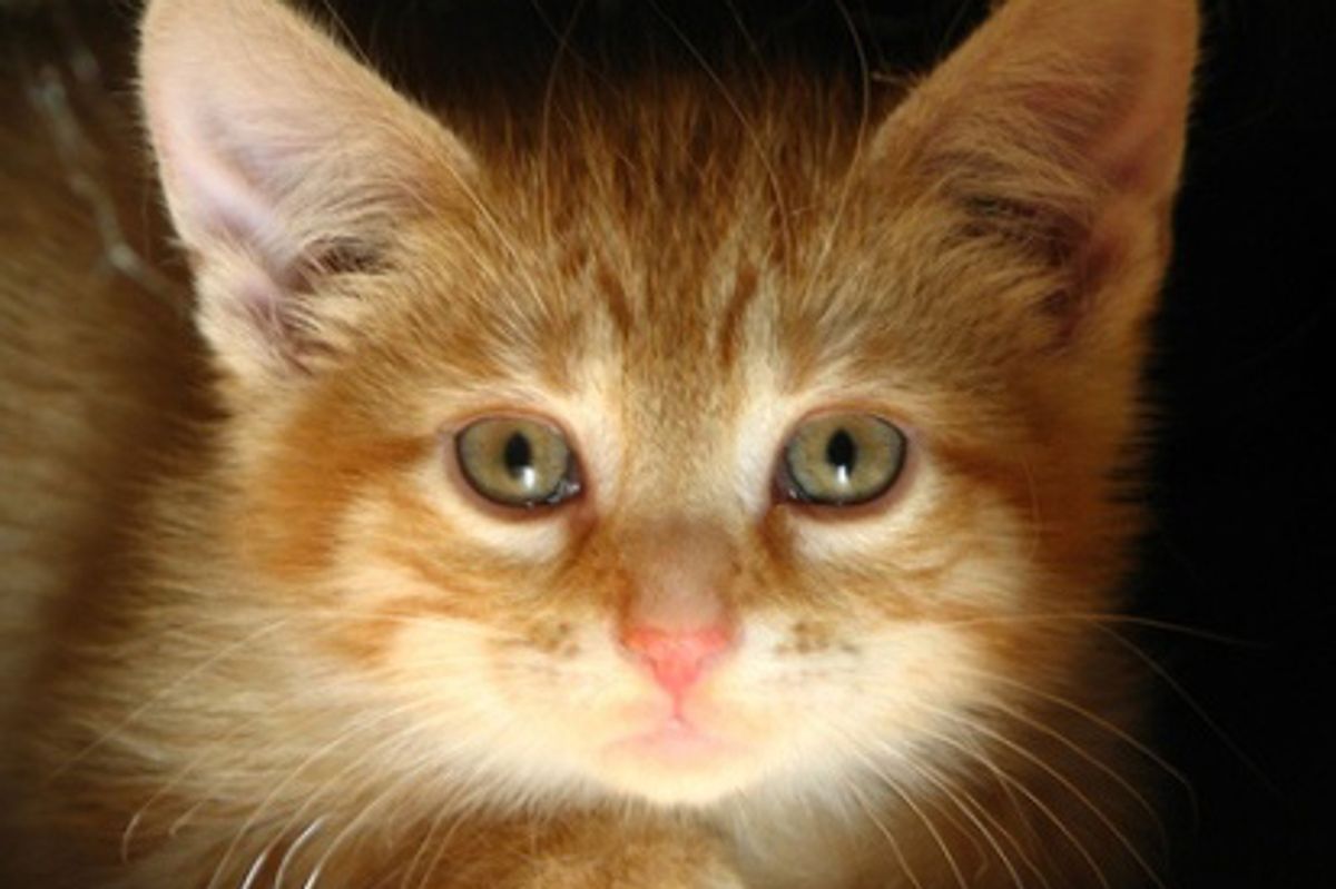 How to Read Cat Food Labels?