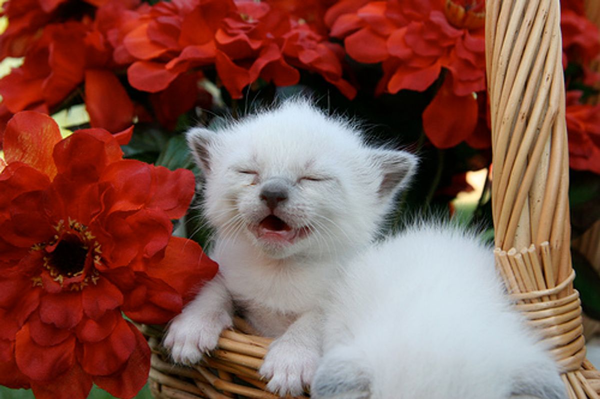 How do I Stop My Cat from Nibbling on Me