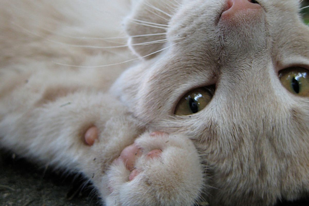 Cats Travelled to UK from Germany