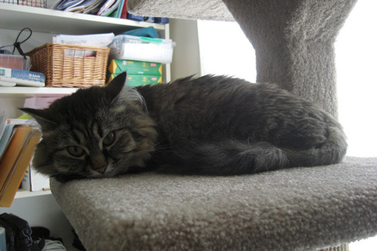 6 Basic Needs of Healthy Indoor Cats