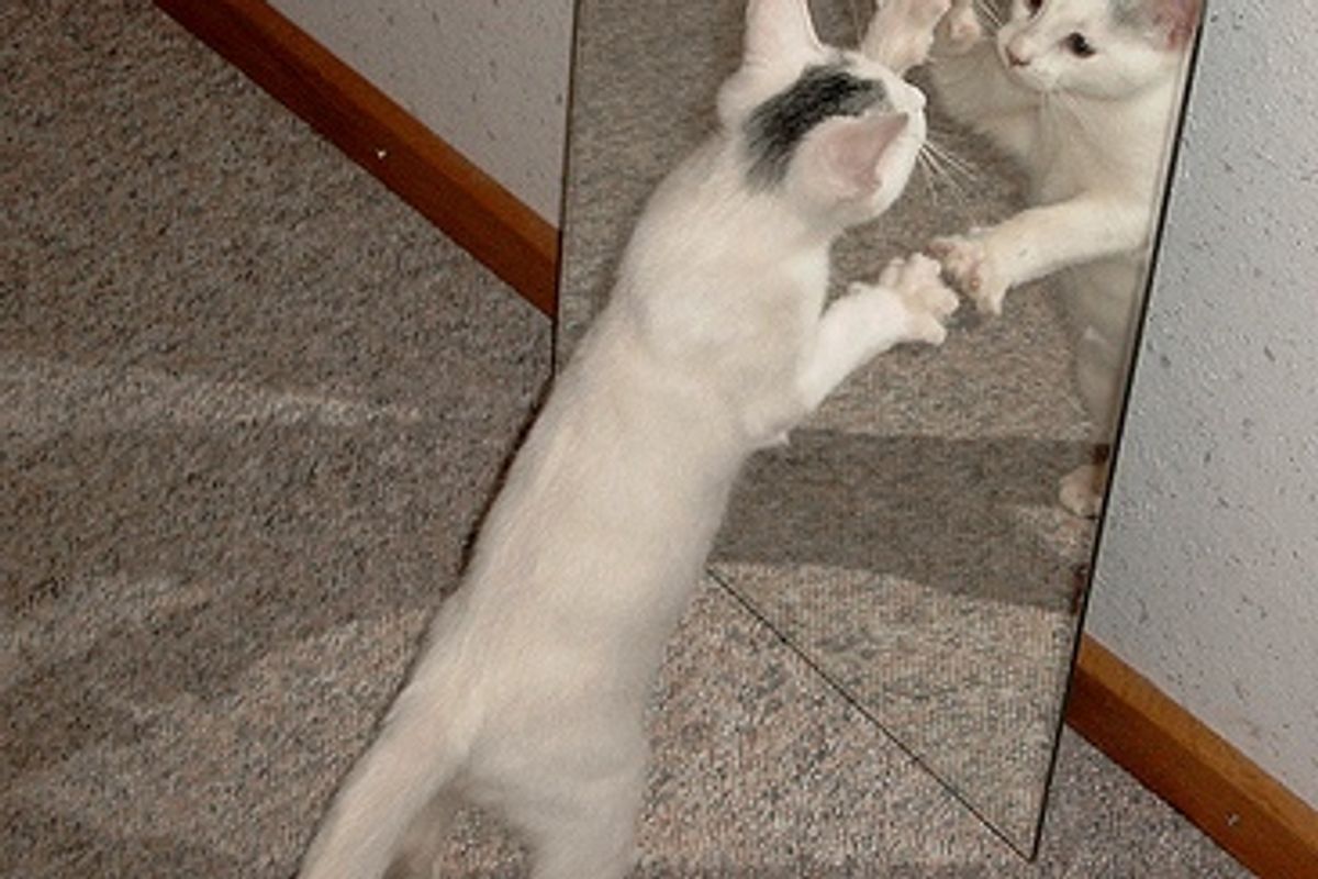 Video: Is That Another Kitten?