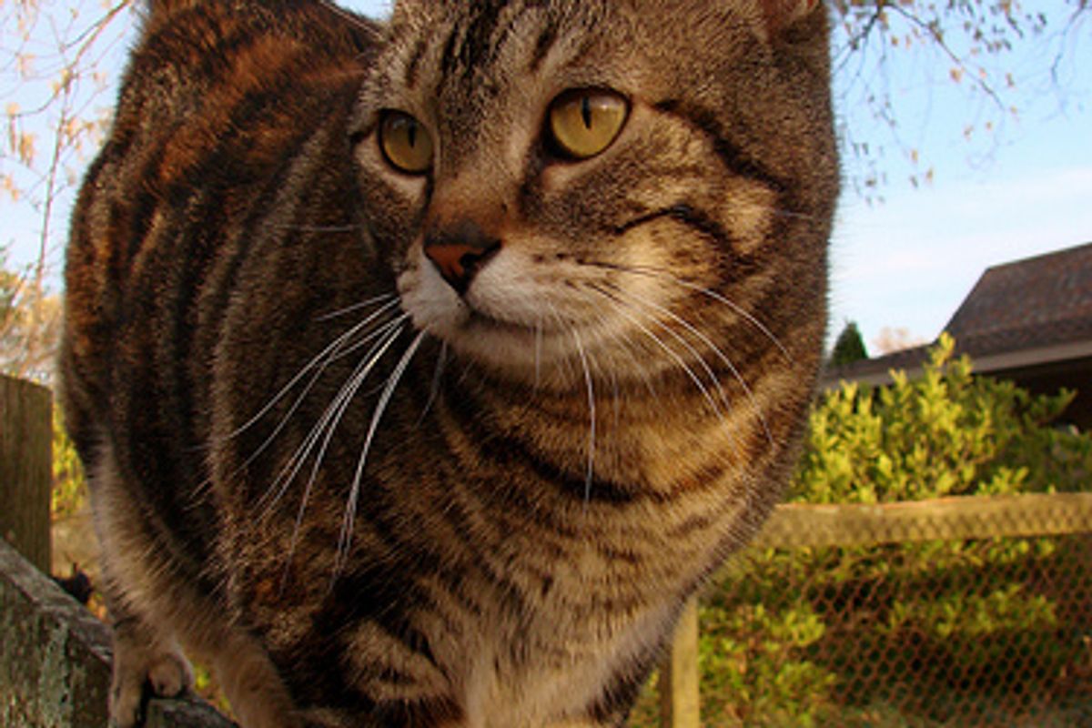 "How to Care for Your Humans" - Advice for Cats