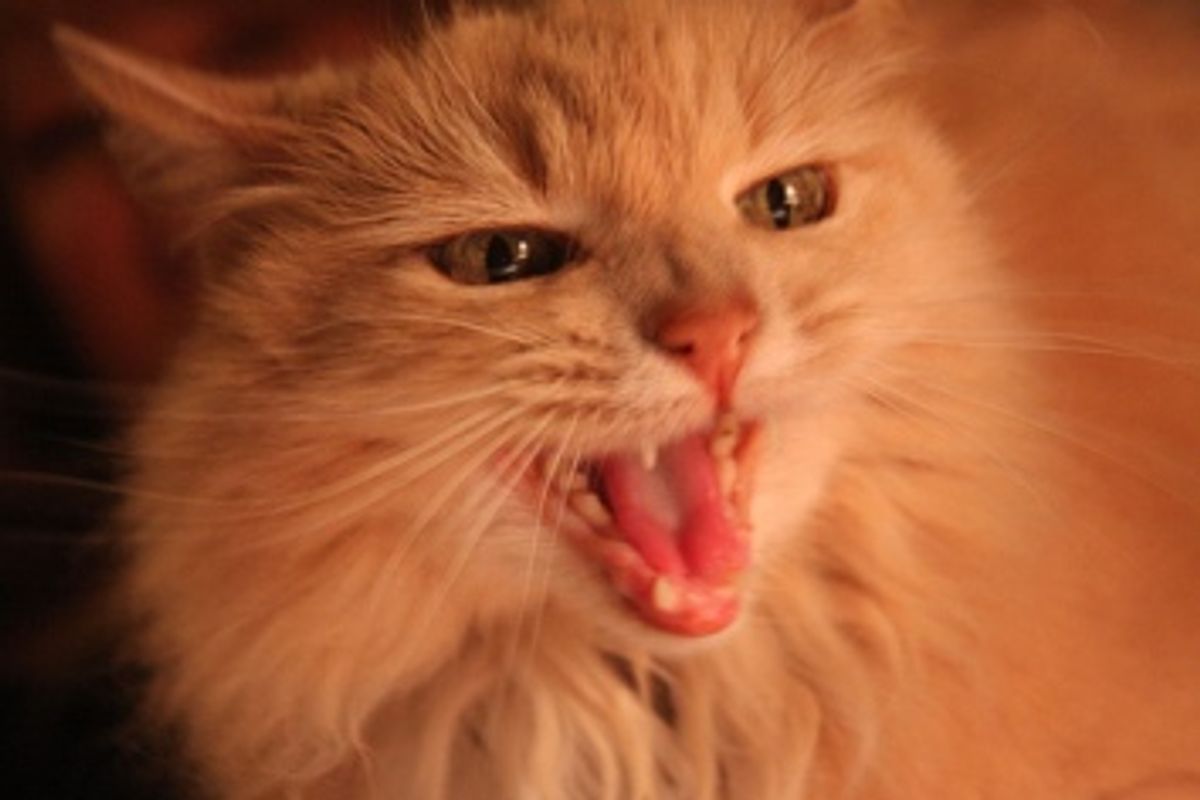 Cat Aggression towards People