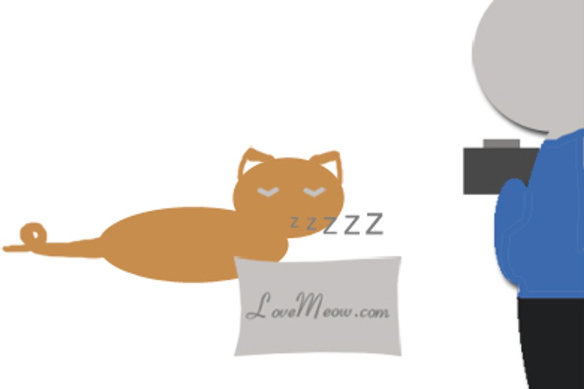 Cat Sleeping Pose Photo Contest