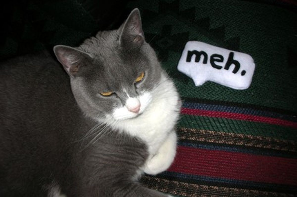 Srsly Speech-Bubble - Most Pointless Cat Toy