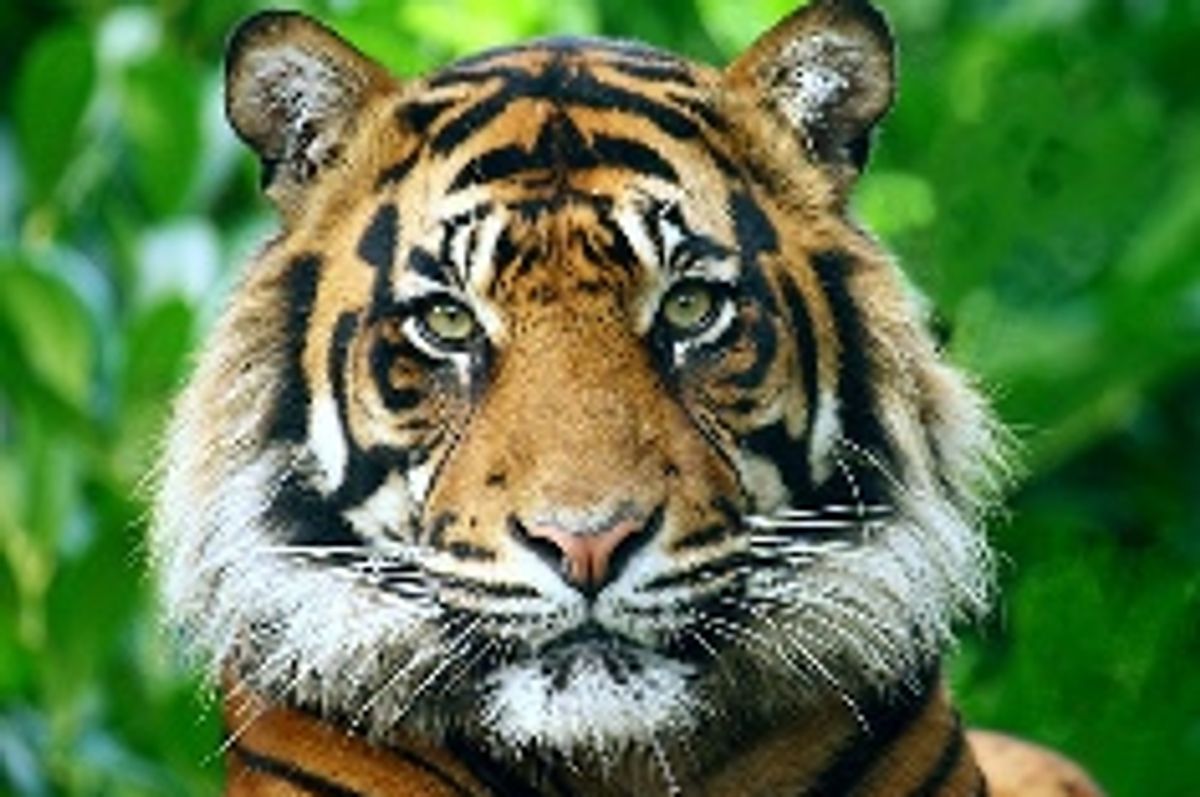 Michael Jackson's Tigers Threatened by Wildfire