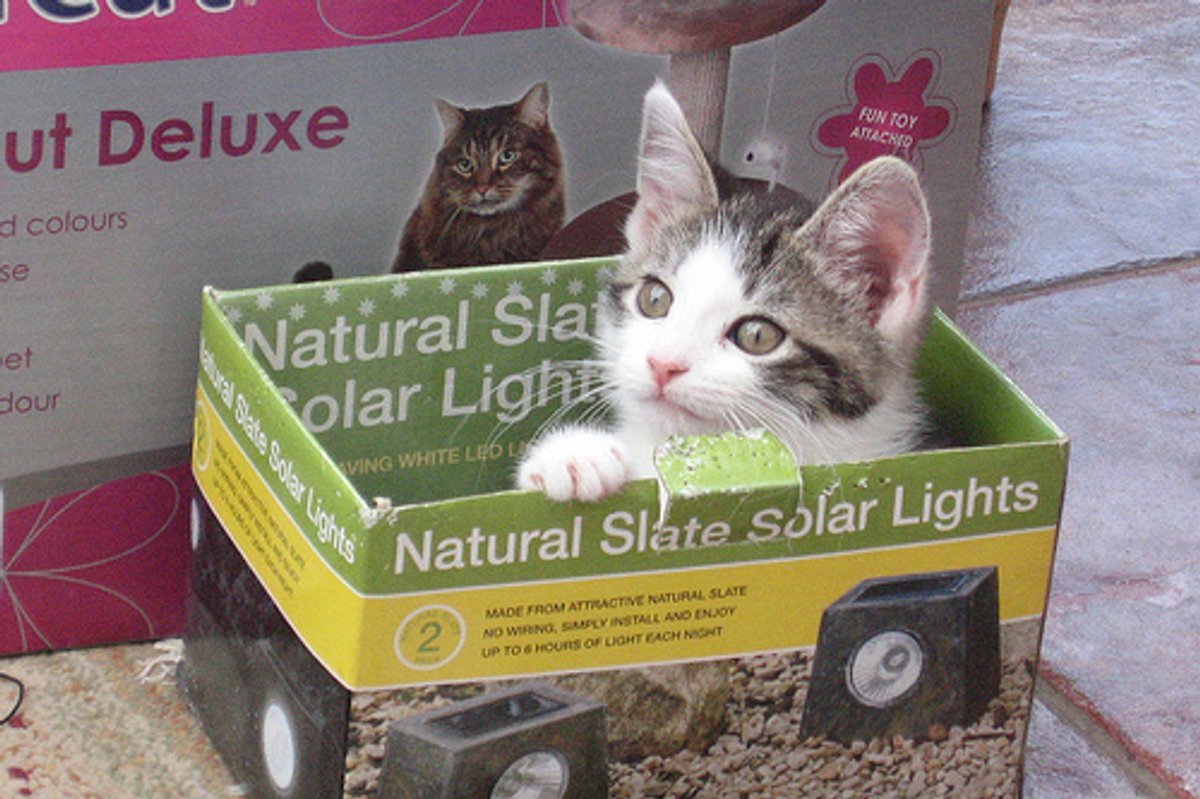 Video: Kitten in the Box!
