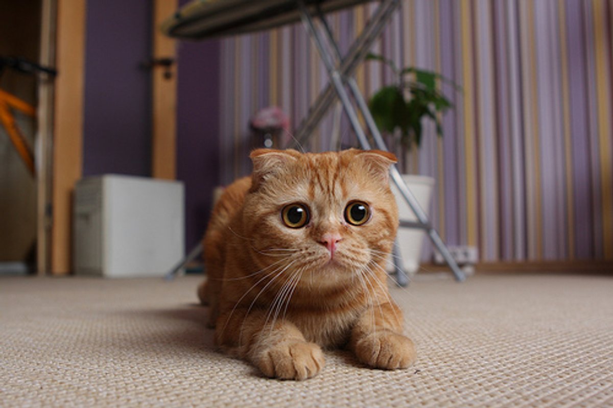 Cute Scottish Fold Video