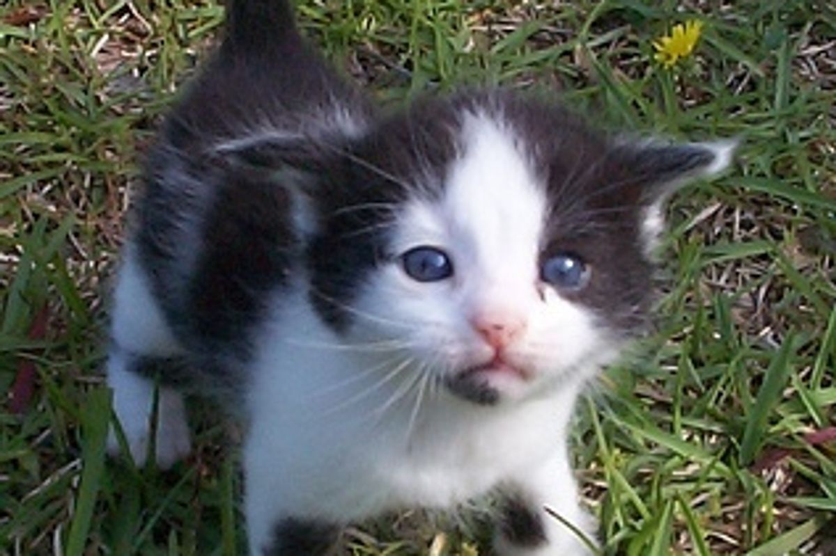 Kittens Trapped in Sewer Pipe