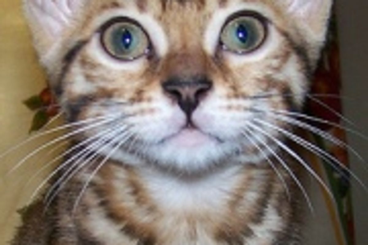 Funny Bengal Kittens