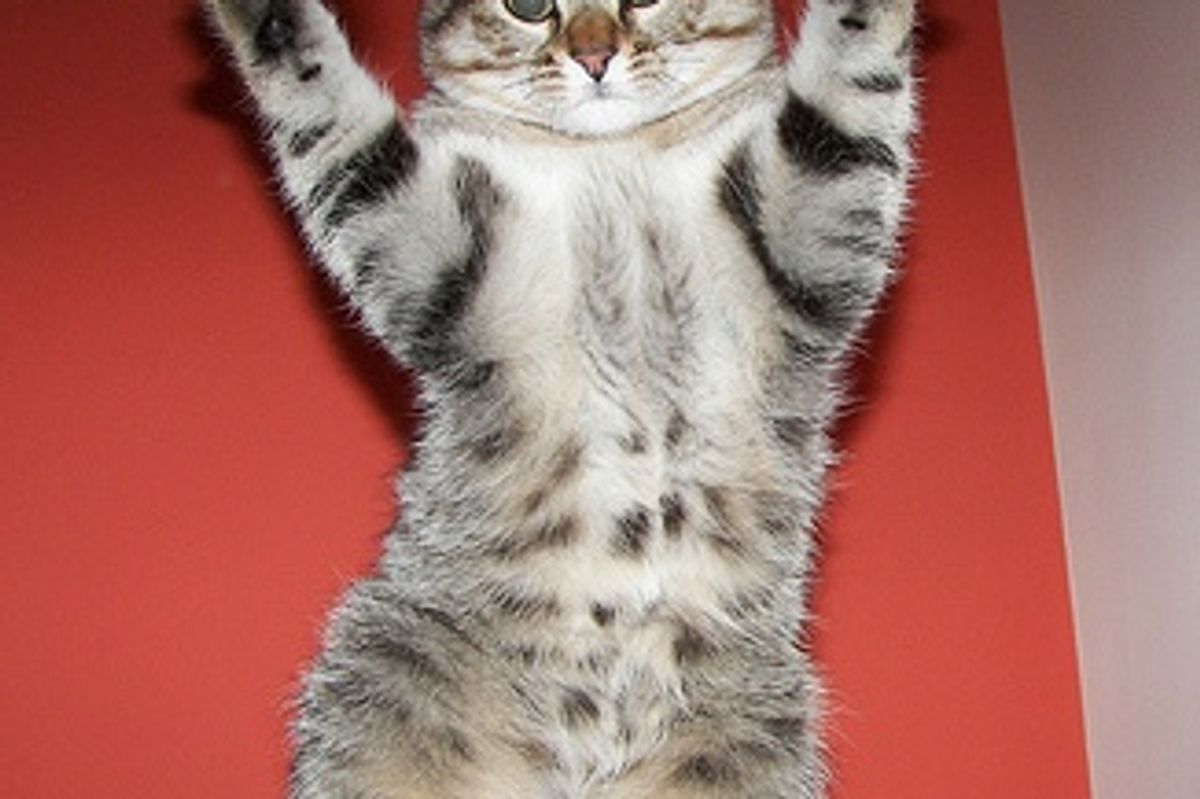 My Cat Keeps Me Sleep Deprived, What Should I Do