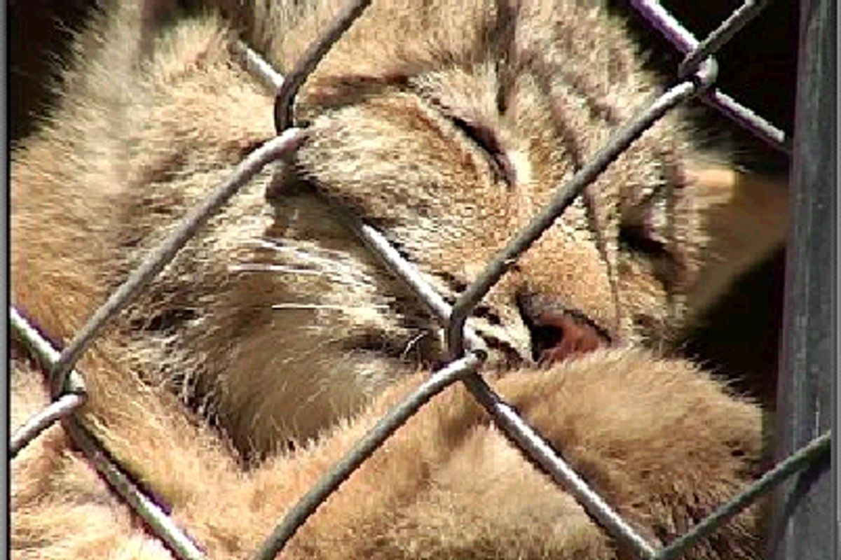 Penny Drive Helped Bring Rare Lynx Kittens to Wildlife Center